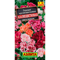 Годеция Азалиецветковая крупноцветковая