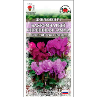 Цикламен Бахромчатый Сиреневая гамма