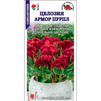 Целозия Армор Пурпл