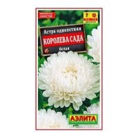 02Аэ1044 Астра Королева сада белая