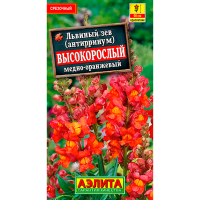 Львиный зев Высокорослый медно-оранжевый