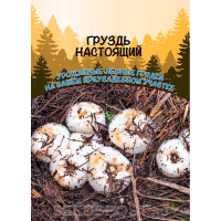 Грибы Груздь настоящий (ССПК)