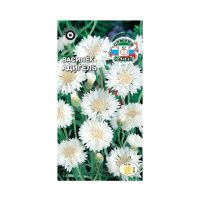 02Се4892 Василек Адигель (белый)