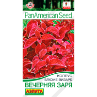 Колеус блюме Вечерняя заря