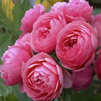 02Ро3465 Саженец Розы Помпонелла флорибунда