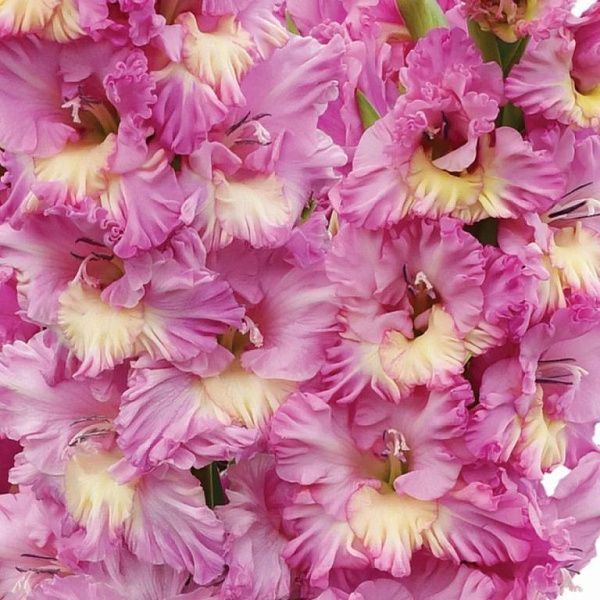 02ко6482 Гладиолус Хэппи Диско 10-12БУ 100шт