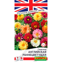 Георгина Английская Раннецветущая