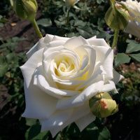 02Ро3450 Саженец Розы Прауд чайно-гибридная