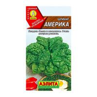 02Аэ1239 Шпинат Америка