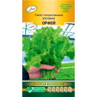 Салат полукочанный (батавия) ОРФЕЙ