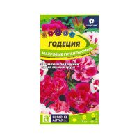 02Се2842 Цветы Годеция Махровые гиганты смесь