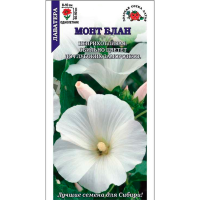 Лаватера Монт Блан