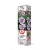 ПоСа7441 Роза плетистая Клайминг Блю Мун