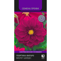 Георгина Фигаро Виолет Шейдес (Семена Профи) (ЦВ) (1) 10шт