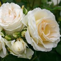 02Ро3448 Саженец Розы Космос флорибунда