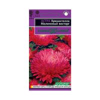 Га019952 Астра Хризантелла Малиновый восторг (хризантемовидная) 0,05 г Н20