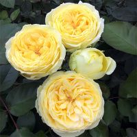 02Ро3449 Саженец Розы Каталина спрей