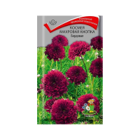 Космея Махровая кнопка Бордовая