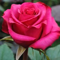 02Ро3451 Саженец Розы Равель чайно-гибридная