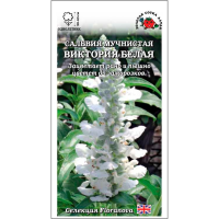 Сальвия Виктория белая