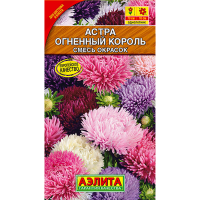 Астра Огненный король, смесь сортов
