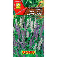 Мята мексиканская Морская симфония