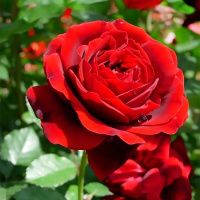 02Ро3443 Саженец Розы Изабел Ренесанс флорибунда