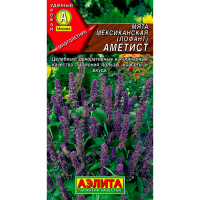 Мята Мексиканская Аметист