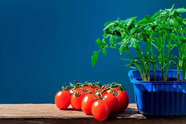 10 ключевых этапов, как вырастить рассаду томатов: очень подробно для "чайников" 