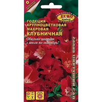 Годеция Клубничная, махровая крупноцветковая