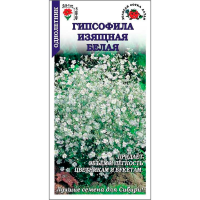 Гипсофила Изваяние (вид изящная, белая)