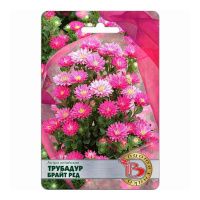 02Би2875 Астра китайская Трубадур Брайт Ред NDS