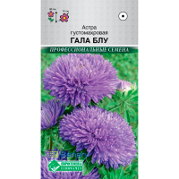 Астра ГАЛА БЛУ густомахровая (10 шт)