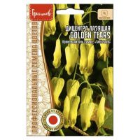 02Гр2988 Дицентра лазающая Golden Tears  4шт.-НОВИНКА NDS