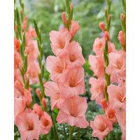 02ко6483 Гладиолус Шуга Бейб 10-12БУ 100шт