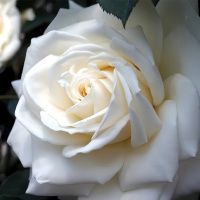 02Ро3456 Саженец Розы Тинека чайно-гибридная