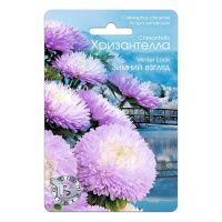 02Би2880 Астра китайская Хризантелла Зимний взгляд NDS