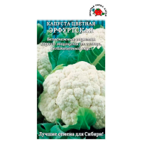 Капуста цветная Эрфуртская