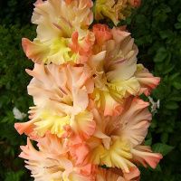 02ко6473 Гладиолус Зе Грейт Куин Элизабет 10-12БУ 100шт