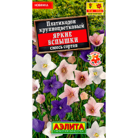 Платикодон Яркие вспышки, смесь сортов