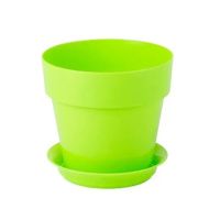 ПР11-50 Протея 0,7 л Лайм,д.11,5 н.10, пластиковый горшок с поддоном (10 уп-80кор)