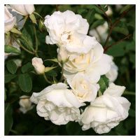 ПоСа7440 Роза плетистая Клайминг Айсберг