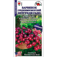Барвинок Бургунди Гало среднеземноморский