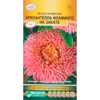 Астра ХРИЗАНТЕЛЛА Фламинго на Закате китайская (5 шт)