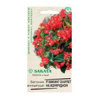 Га031316 Бегония Амбассадор Скарлет F1 вечноцв. 4 шт. пробирка Саката серия Элитная клумба