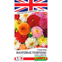 Георгина Махровые помпоны, смесь сортов