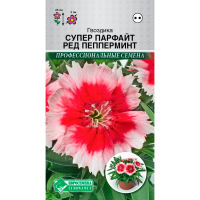 Гвоздика СУПЕР ПАРФАЙТ РЕД ПЕППЕРМИНТ китайская