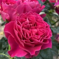 02Ро3510 Саженец Розы Кейт