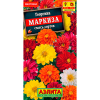 Георгина Маркиза махровая, смесь