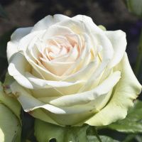 02Ро3424 Саженец Розы Аваланж чайно-гибридная